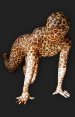 Léopard lycra élasthanne catsuit